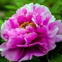 牡丹花头像图片大全 适合做微信头像最美牡丹花 - 头像图片 - 潮人