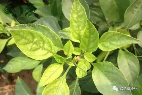 技术| 辣椒叶片发黄病害的症状特点和辨别办法