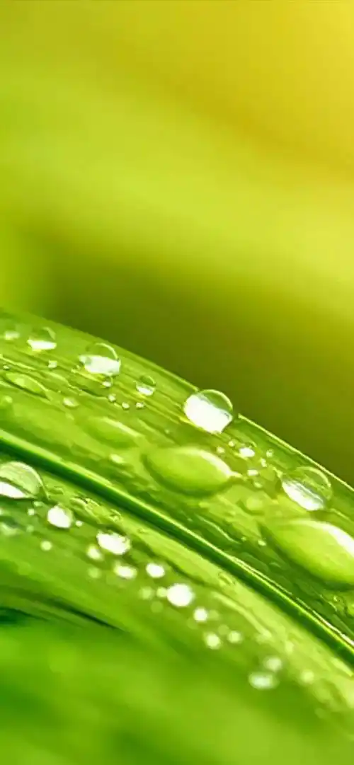 壁纸护眼绿色壁纸