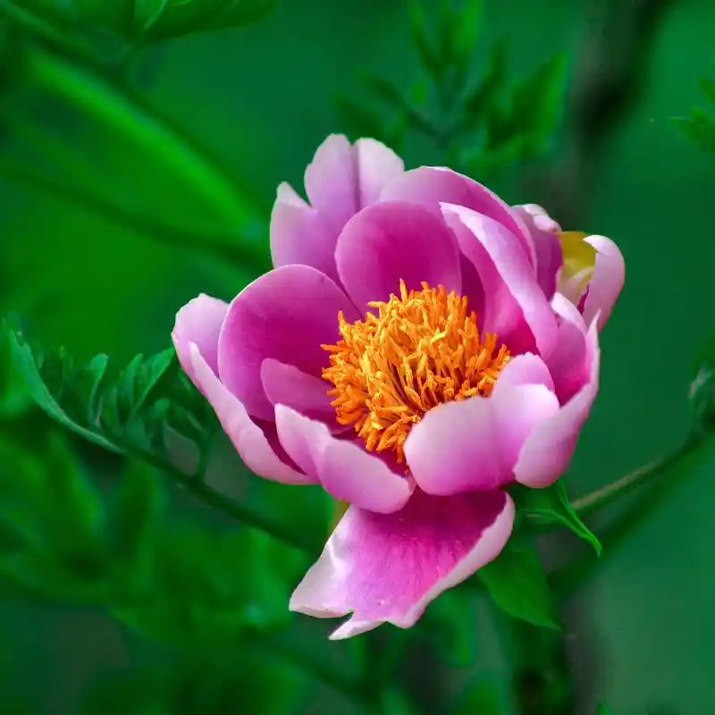 花花头像.错过了长安古意,失约了洛阳花期,我在姑苏马蹄莲里, - 抖音