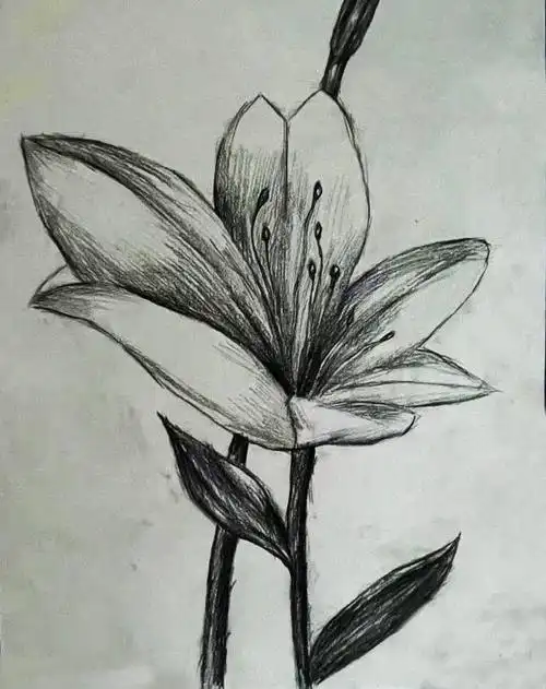 新起点美术学素描基础班