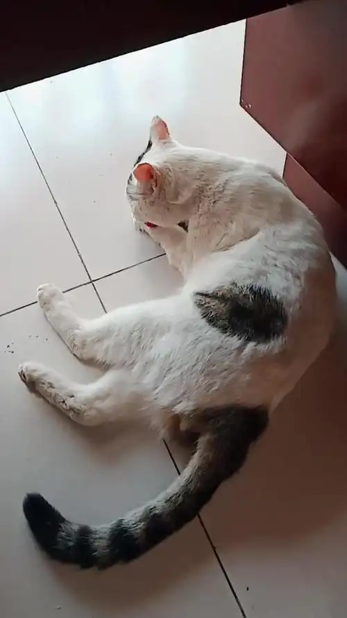 大傻猫身上抱着不干,非得下地趴着