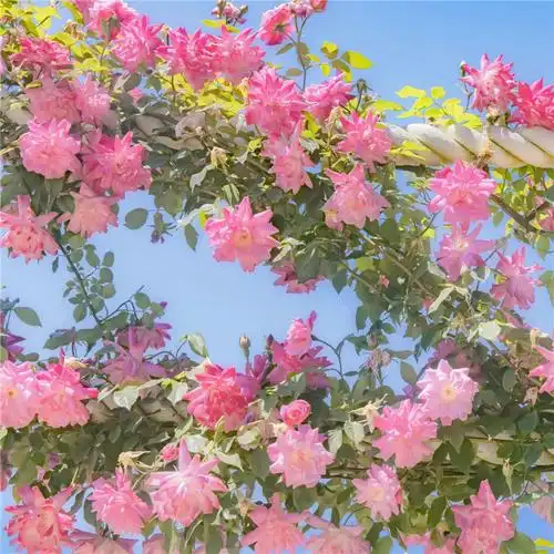 唯美花的头像 风景 清新 淡雅 花朝花暮_风景头像_头像屋