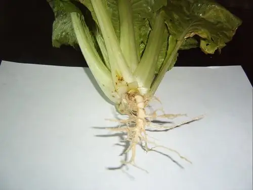 10%科佳 立通钙和50%福帅得 立通钙防治大白菜根肿病药剂试验