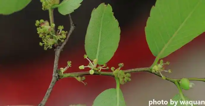 榆树科榉树属植物榉树