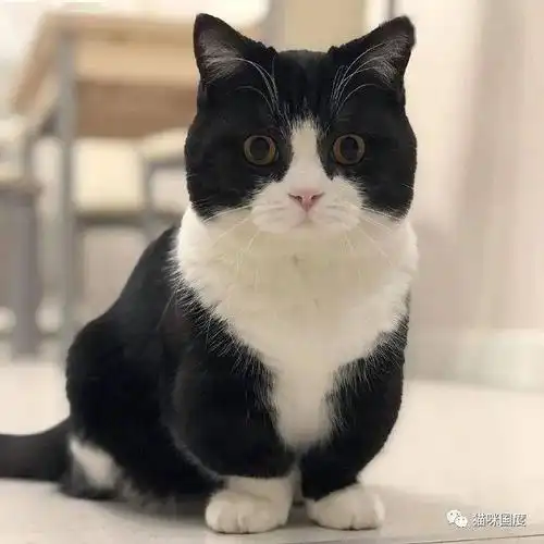 短腿的黑猫警长太可爱了