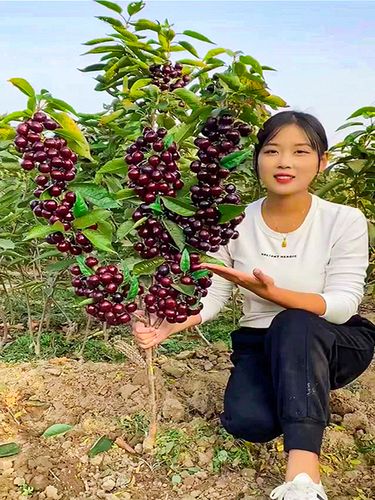 大樱桃车厘子树苗樱桃树苖南方北方种植阳台樱桃树苗盆栽果树果苗
