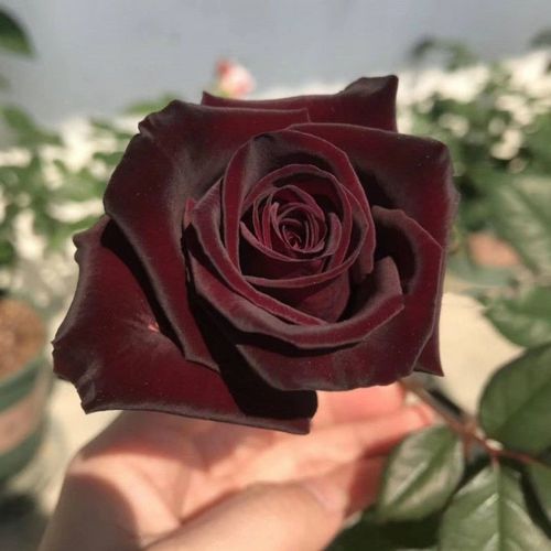 路易十四玫瑰苗四季开花老桩大花黑玫瑰花苗花卉阳台盆栽月季花苗