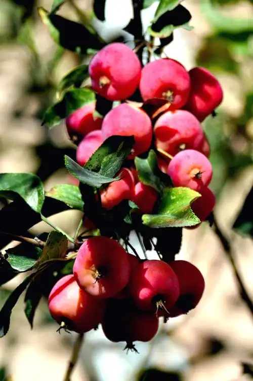 海棠果的花,根,果实均可入药,能祛风湿,平肝舒筋海棠果,海棠树的果实