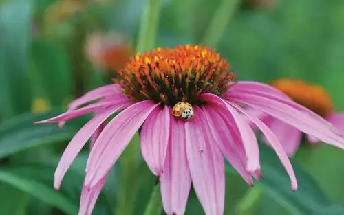 唯美植物紫锥花图片高清电脑桌面壁纸(二)