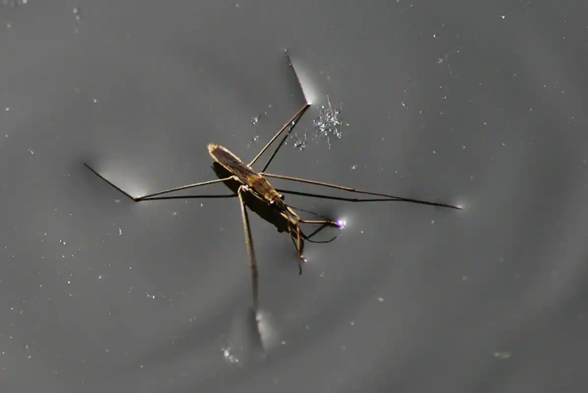 每天认识一种昆虫——水黾 水黾是半翅目黾蝽科昆虫.成虫体长1.1-1.