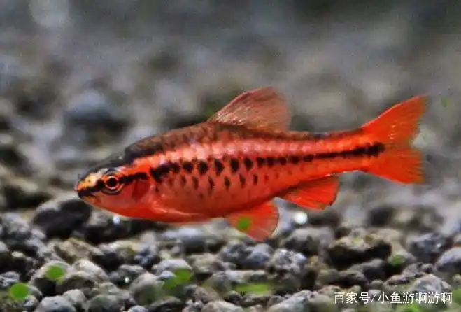 樱桃灯鱼怎么养,该鱼的饲养难度不大?