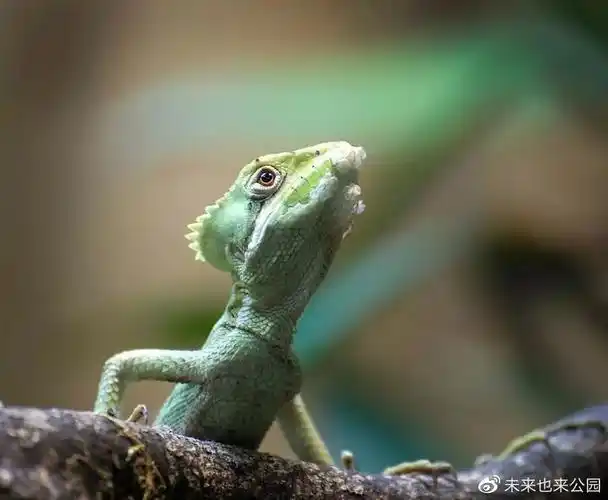 锥头蜥树上的尖头怪