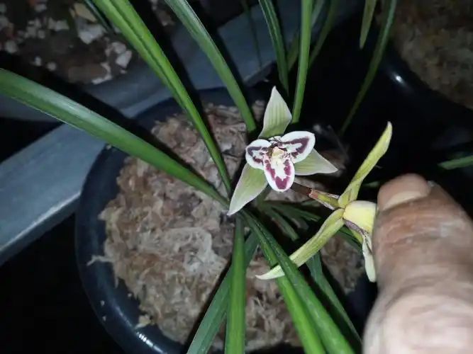 云南部分莲瓣兰花品篇