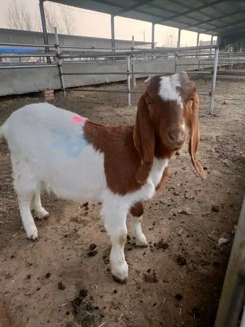 波尔山羊种羊,怀孕母羊,羊苗,红头大耳