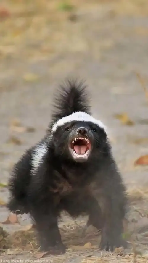 蜜獾05俗称平头哥1以世界上最无所畏惧的动物收录在吉尼斯