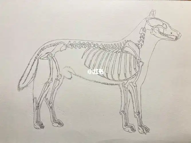 犬的全身骨骼手绘