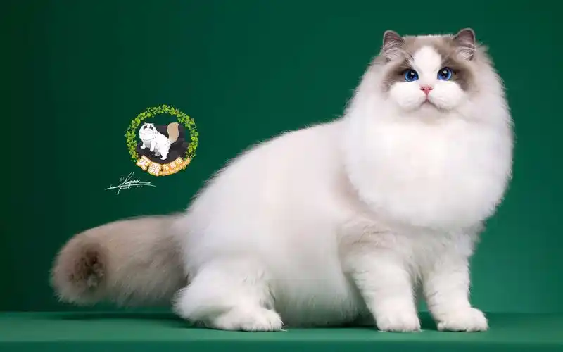 【灭霸布偶猫】布洛伊:白月光的光彩,红玫瑰的风华,似白雪胜繁花_哔哩