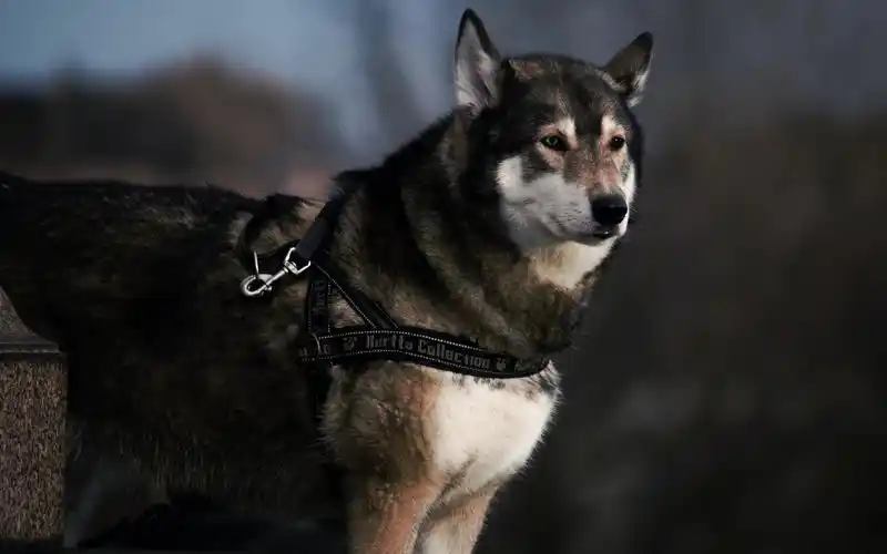 性格多变的可爱哈士奇