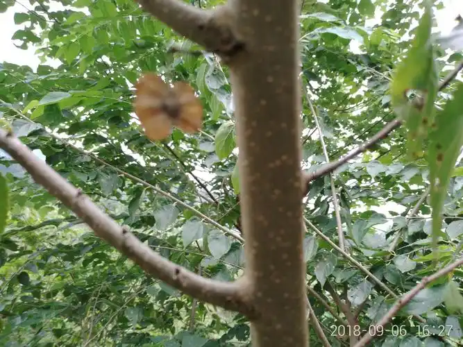 高铁下的青檀树