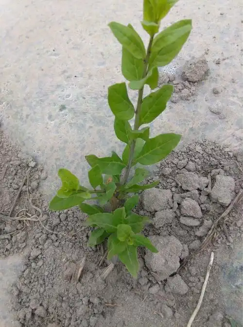 枸杞苗;韩国速生枸杞苗;大果粒枸杞,高产枸杞,红枸杞苗
