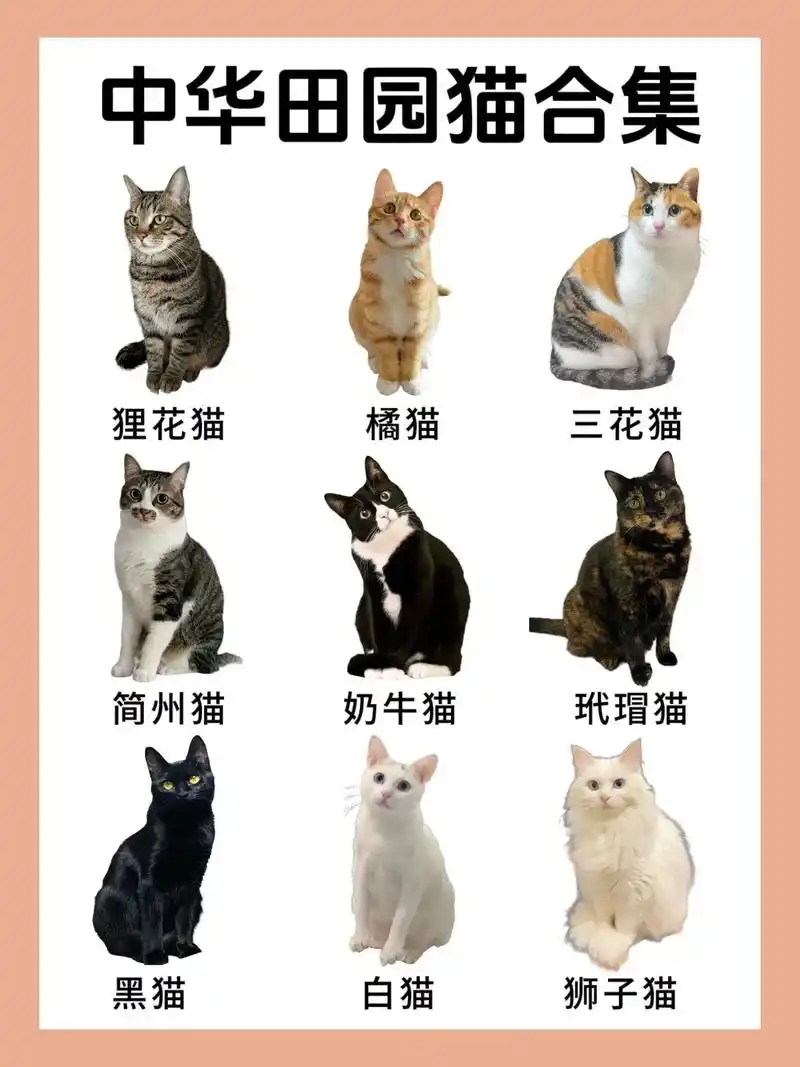 中华田园猫合集—9种常见中华田园猫.