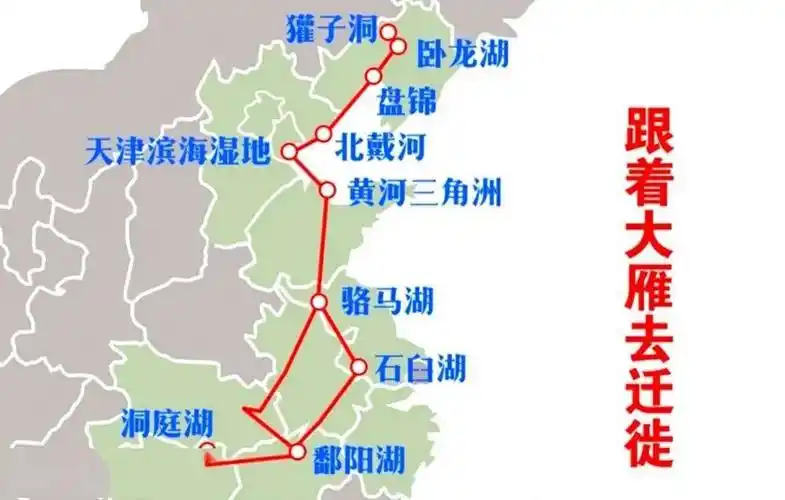 跟着大雁去迁徙湖南志愿者迎接候鸟南迁