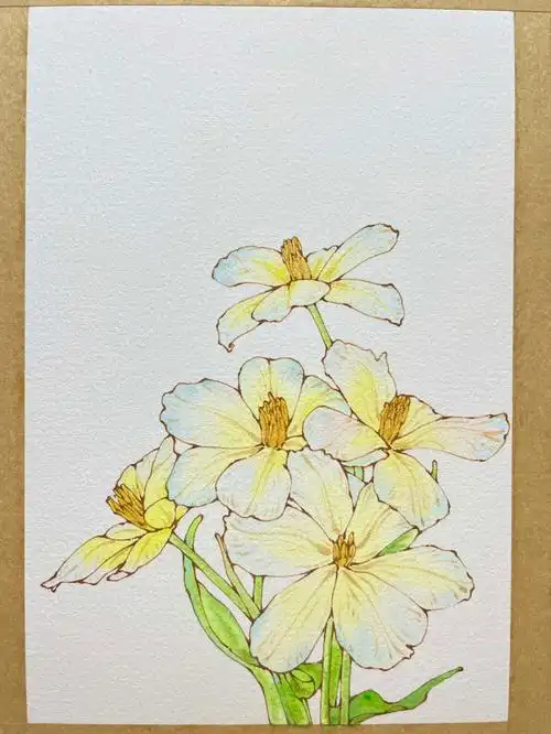 钢笔淡彩郁金香内附线稿