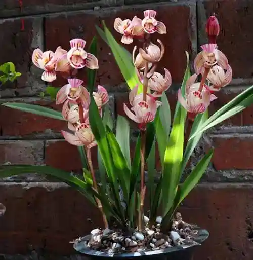 兰花图片及品种(最名贵的10种兰花图片) | 本地通