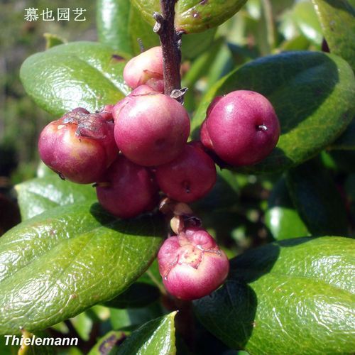 【种子】迷惑白珠 原生植物 5粒 杜鹃花科植物 不可食用观赏植物