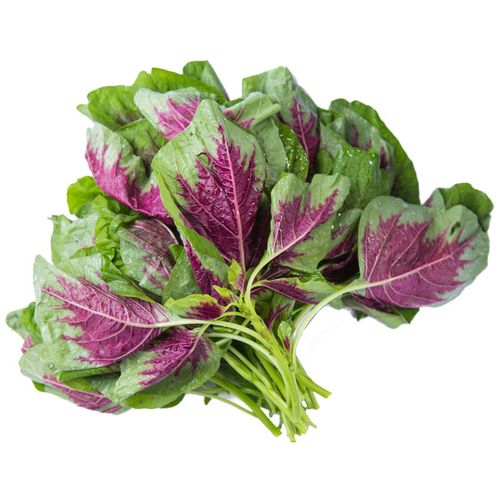 苋菜农家纯野野生新鲜嫩叶山东红叶蔬菜现摘叶菜类