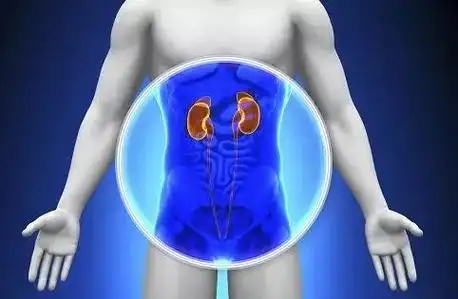 壁虎医生引起肾疼痛的原因有哪些