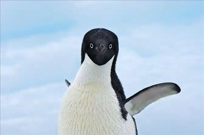 阿德利企鹅图片_全景网