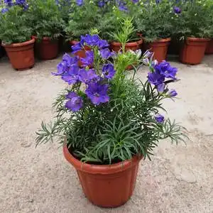 大花飞燕草盆栽盆栽阳台庭院花镜植物宿根多年生花卉带花苞发货