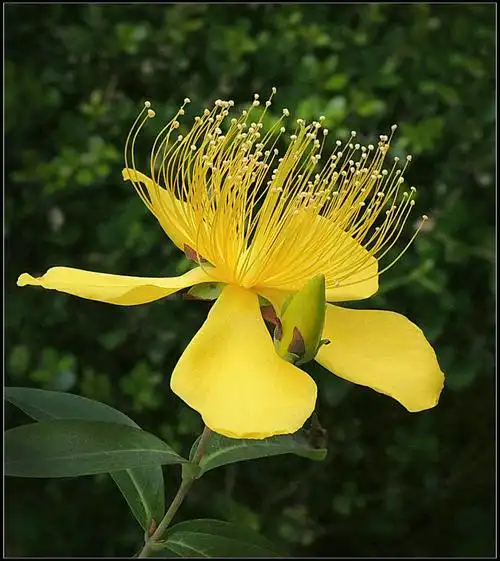 形似桃花花色金黄的金丝桃