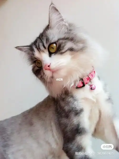 我家的主子金吉拉串串兄妹俩性格超好