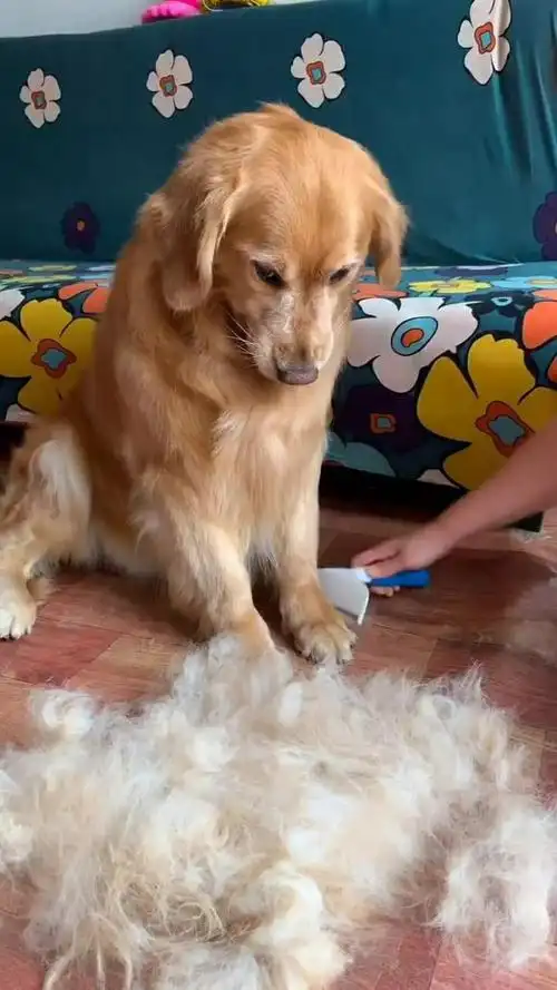 狗狗掉毛太严重了,现在正是掉毛期呢