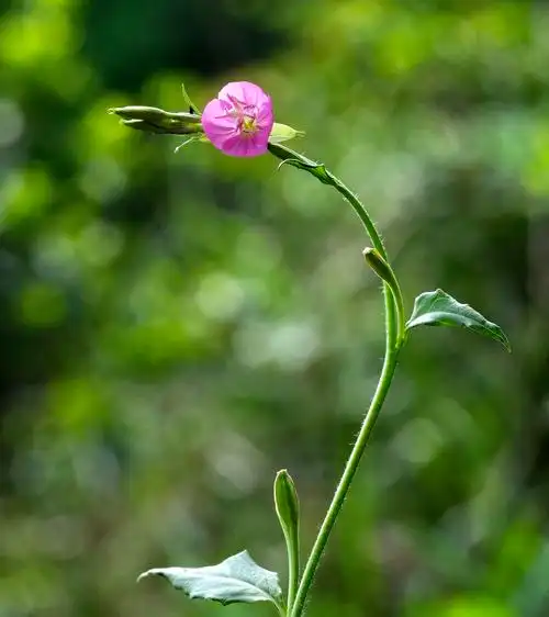 【首发】粉花月见草