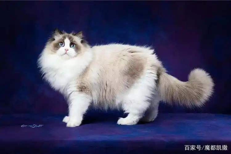 布偶猫 - 热门商品专区