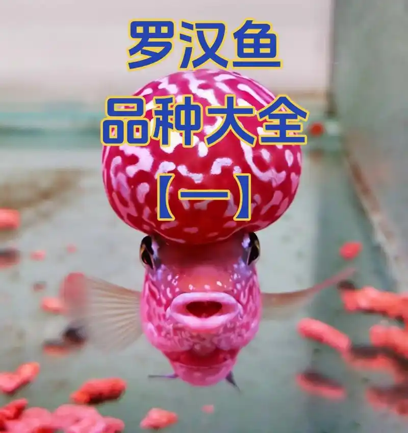 罗汉鱼最新版"品种"大全,你想知道的这里都有. 很多所谓的" - 抖音