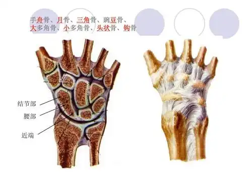 无忧文档 所有分类 医药卫生 临床医学 腕舟骨骨折手舟骨,月骨,三角骨