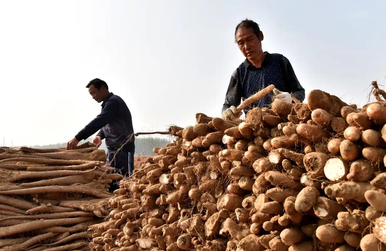 邢台山药种植助农增收