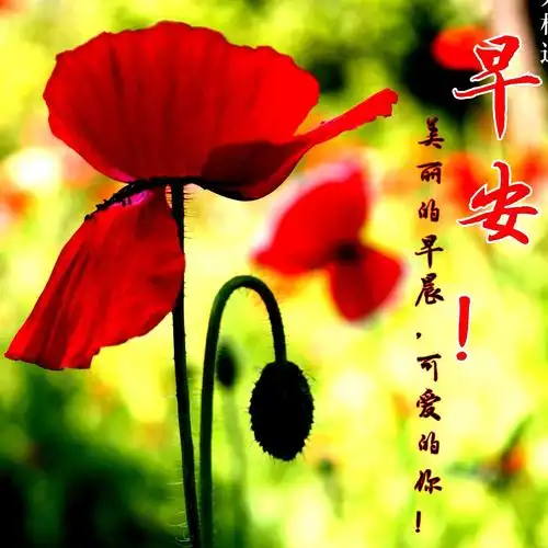 早上好图片1 - 美篇