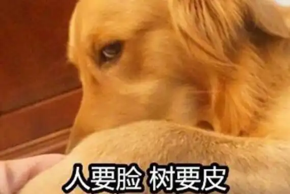 双标狗是什么意思用双重标准评判别人的人倾向性明显