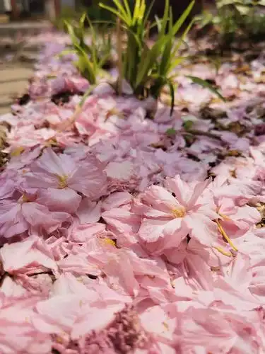 满地的花瓣,被风吹到一起铺满一地,一种非常脆弱且短暂的美.