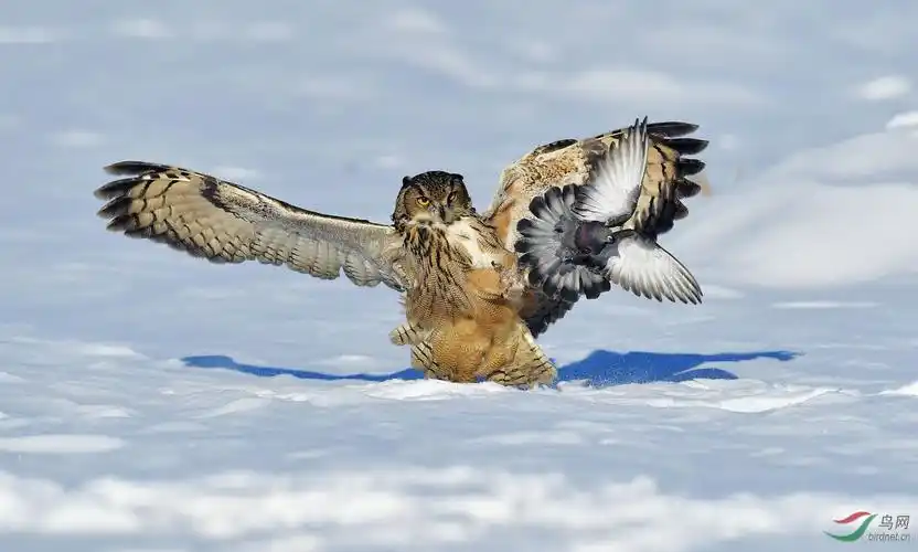 我的自然生态摄影雕鸮