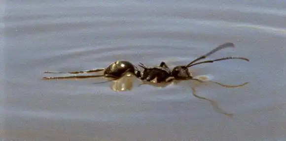 一盆水对蚂蚁泼过去对蚂蚁来说是不是世界末日为什么