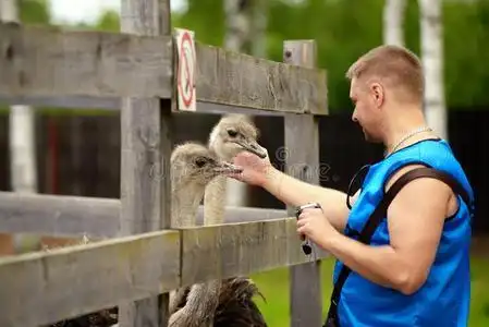 吃鸵鸟图片