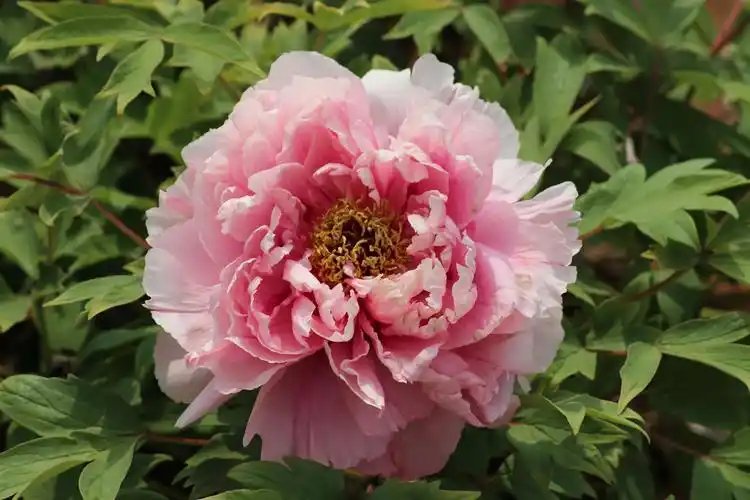 花开富贵……薛城天泽牡丹园