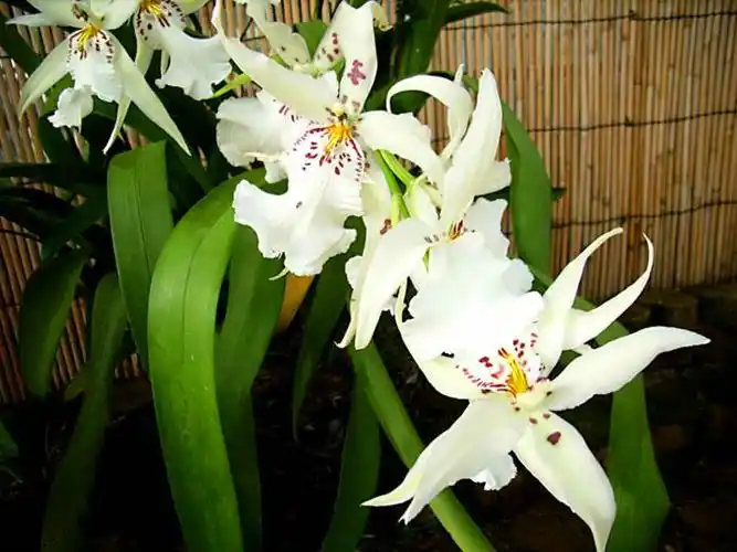 百花园(1195)——白仙女文心兰